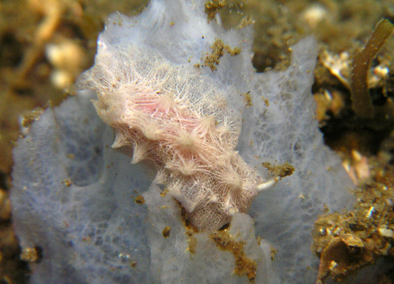 Chromodoris spG